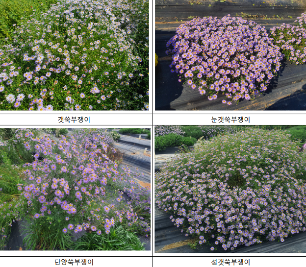 쑥부쟁이 향기, 천연 원료로의 가능성...